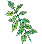 キャッツクロウ（ウンカリアトメントサ）