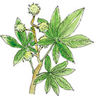 マロニエ（セイヨウトチノキ）